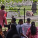 Visitors look at a rare albino buffalo fondly named after Donald Trump for its distinctive blond tuft kept in an enclosure at the national zoo, in Dhaka, Bangladesh, Friday, May 29, 2026. (AP Photo)