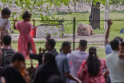 Visitors look at a rare albino buffalo fondly named after Donald Trump for its distinctive blond tuft kept in an enclosure at the national zoo, in Dhaka, Bangladesh, Friday, May 29, 2026. (AP Photo)