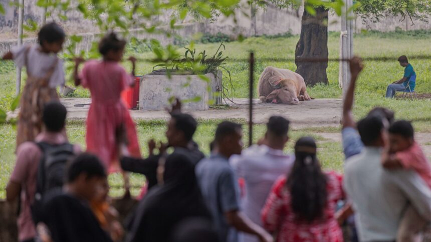 Visitors look at a rare albino buffalo fondly named after Donald Trump for its distinctive blond tuft kept in an enclosure at the national zoo, in Dhaka, Bangladesh, Friday, May 29, 2026. (AP Photo)