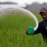 urea
