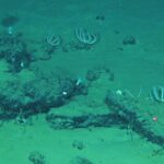 This undated image provided by Peng Zhou shows whale remains on the seafloor that have become home to large communities of marine life, southeastern Indian Ocean, in the Diamantina Fracture Zone (AP).