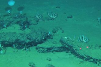 This undated image provided by Peng Zhou shows whale remains on the seafloor that have become home to large communities of marine life, southeastern Indian Ocean, in the Diamantina Fracture Zone (AP).