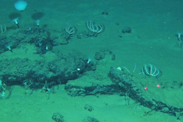 This undated image provided by Peng Zhou shows whale remains on the seafloor that have become home to large communities of marine life, southeastern Indian Ocean, in the Diamantina Fracture Zone (AP).