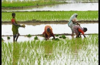 The headline figure obscures declines in key crops such as rice, maize, sugarcane and cotton, which are crucial to India’s food and fibre supplies.