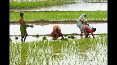 Rainfall is 13% below normal and patchy across regions, leaving crops at critical growth stages vulnerable.