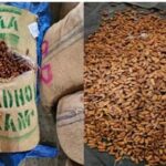 Operation Deep Manifest: DRI seizes 362 metric tonnes Pakistan-origin dry dates in Nashik