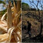El Nino has started affecting Central America and Indonesia severely.