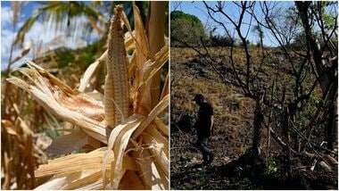 El Nino has started affecting Central America and Indonesia severely.