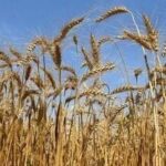 The government said the higher MSP would result in a payout of  ₹90,962 crore to farmers growing wheat, barley, gram, rapeseed and mustard, and safflower, among other crops.
