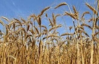 The government said the higher MSP would result in a payout of  ₹90,962 crore to farmers growing wheat, barley, gram, rapeseed and mustard, and safflower, among other crops.