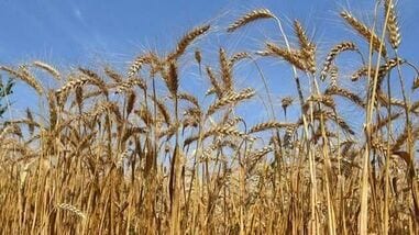 The government said the higher MSP would result in a payout of  ₹90,962 crore to farmers growing wheat, barley, gram, rapeseed and mustard, and safflower, among other crops.
