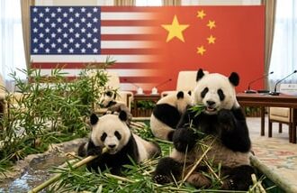 China has send two giant pandas to Zoo Atlanta. What is Beijing’s ‘panda diplomacy’? (AI generated representative image)