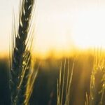 Centre raises MSP for wheat for ‘more than double’ production cost; price now stands at  ₹2,610 per quintal