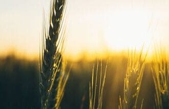Centre raises MSP for wheat for ‘more than double’ production cost; price now stands at  ₹2,610 per quintal