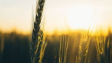 Centre raises MSP for wheat for ‘more than double’ production cost; price now stands at  ₹2,610 per quintal