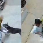 6-month-old mauled by pit bull in Haryana’s Sonipat; baby critical