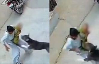 6-month-old mauled by pit bull in Haryana’s Sonipat; baby critical