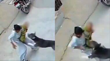 6-month-old mauled by pit bull in Haryana’s Sonipat; baby critical