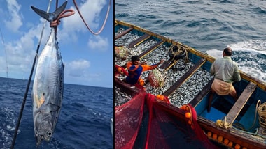 ICAR-CMFRI clarifies parasite reports, says tuna from Indian waters show no harmful signs.