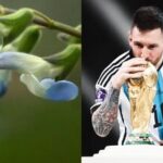 Salvia Messii (L) is named after Argentina footballer Lionel Messi.