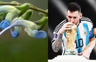 Salvia Messii (L) is named after Argentina footballer Lionel Messi.