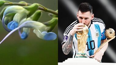 Salvia Messii (L) is named after Argentina footballer Lionel Messi.