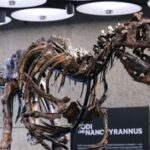 Nanotyrannus Jodi: Rare dinosaur mistaken for young T. rex sells for $47.3 million