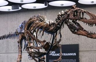 Nanotyrannus Jodi: Rare dinosaur mistaken for young T. rex sells for $47.3 million