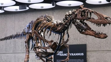 Nanotyrannus Jodi: Rare dinosaur mistaken for young T. rex sells for $47.3 million