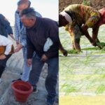 Ladakh launches large-scale saffron cultivation experiment.