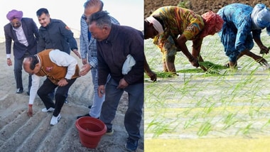 Ladakh launches large-scale saffron cultivation experiment.