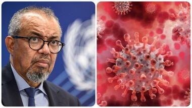 Explained: What is Shamonda virus? WHO says first human case reported in France — risks to humans and animals listed